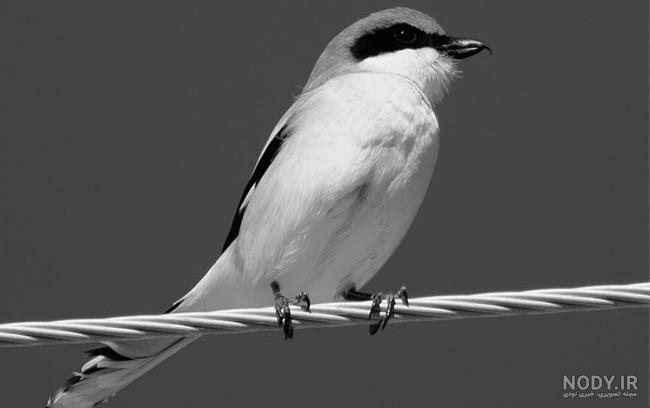 واگویه هایی از جنس دیوانگی