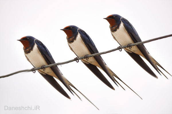 آن پرندگان عزیز