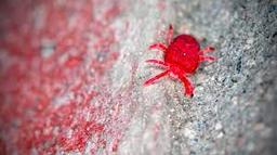 شپشک طیور یا کنه قرمز؛ دشمن گیاه آزالیا