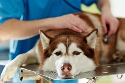 دلایل بالا بودن آنزیم کبد سگها و غذای درمانی مناسب