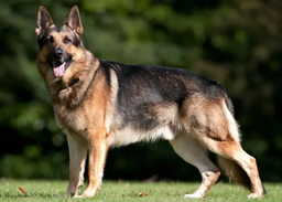 کدام سگ ها نژاد بزرگ تلقی می شوند؟