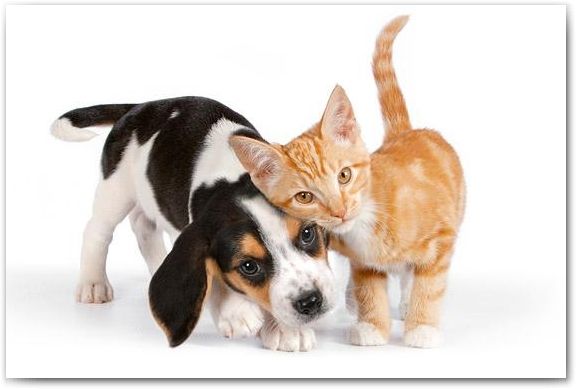 فرمت JPEG با حجم 42 کیلوبایت