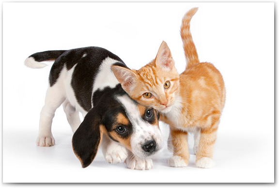 فرمت PNG با حجم 232 کیلوبایت