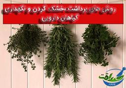 نحوه برداشت خشک کردن و حفظ کردن گیاهان دارویی
