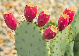 آیا می‌دانستید کاکتوس ها هم میوه دارند؟!