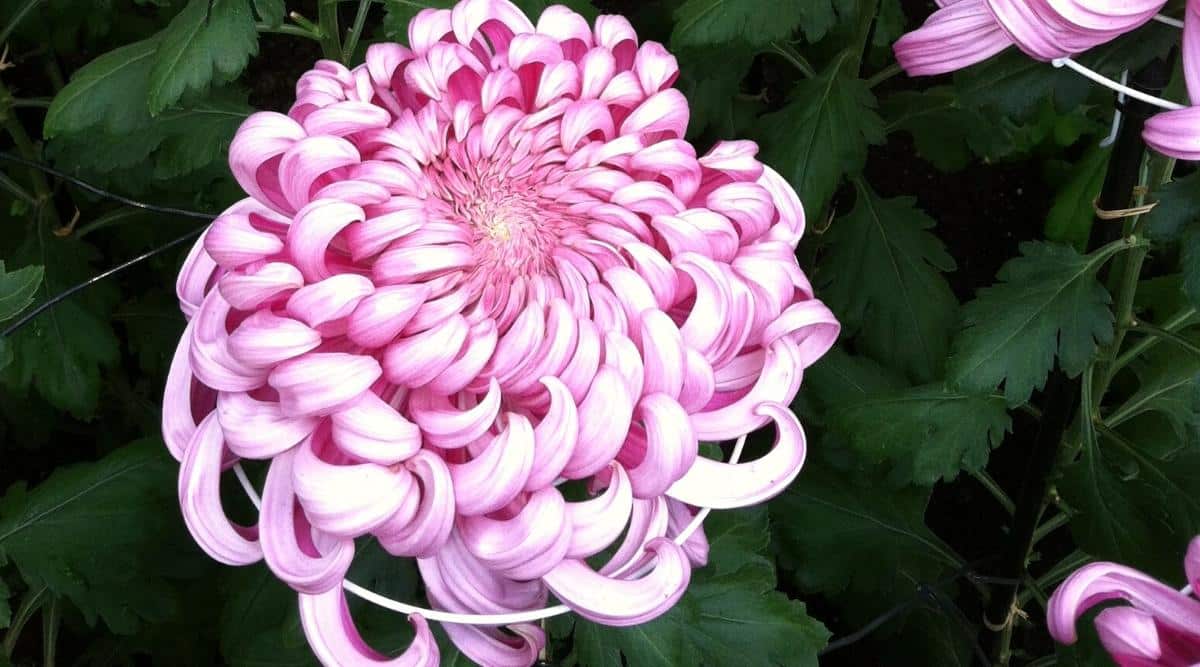 14 نوع مختلف گل داوودی