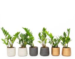 آشنایی با گیاه زاموفیلیا و فنگ‌شویی آن