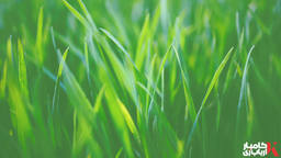 دلِ کوچکِ من