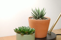 راهنمای انتخاب لامپ رشد گیاه برای پرورش ساکولنت