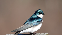 چرا پرنده خاک می‌خورد؟