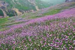 حمل اثاثیه منزل از تهران به اردبیل