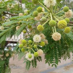 منِ واقعی