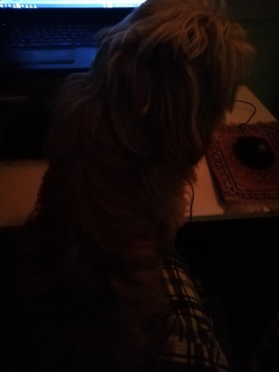 And bell, who was lying on my feet during writing this post.