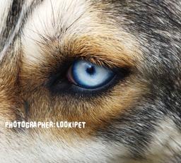 معرفی سگ هاسکی ??سگ پرستار بچه!?