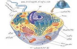اندامکهای سلول