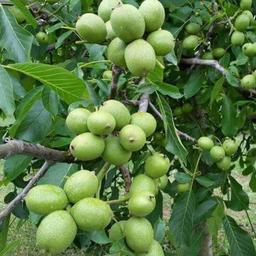 بهترین نهال گردو مناطق سردسیر با باردهی بالا