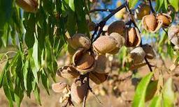 معرفی نهال بادام مناطق سردسیر