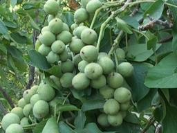 بهترین نهال گردو تجاری کدام است ؟