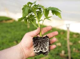 معرفی دو نمونه از بهترین نهال های روز دنیا