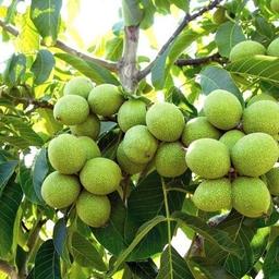 چگونه میزان باردهی نهال گردو را افزایش بدهیم