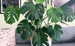 شش گیاه محبوب آپارتمانی