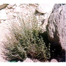 کاشت آویشن شیرازی