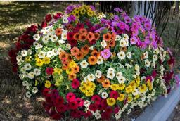 درباره گل اطلسی بیشتر بدانیم