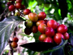 تا شباهت آدمیزاد به قهوه؛ از میوه تا اسپرسو