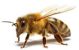 آشنایی با زنبور عسل