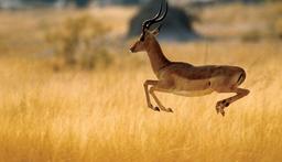 ایجاد تغییر الگو به سمت چابکی