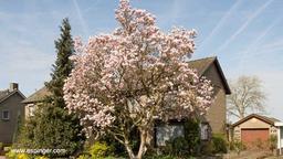 ماگنولیای زمستانه - گیاهان مناسب روف گاردن