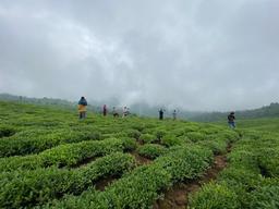 شناخت انواع چای سیاه ایرانی (راهنمای صادقانه خرید چای )