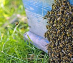 عسل طبیعی آزمایش نمیخواد (راهنمای صادقانه خرید عسل طبیعی))