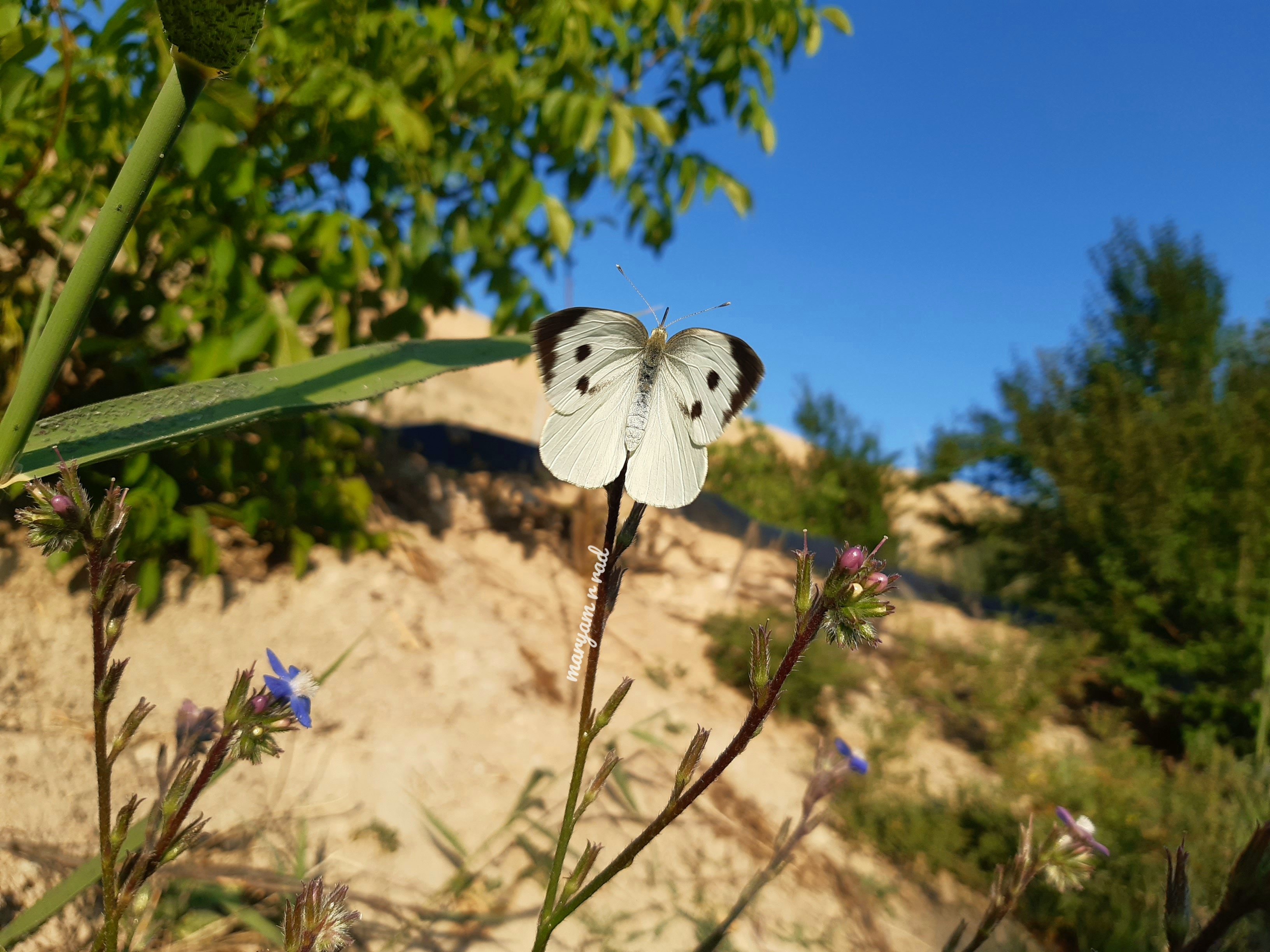 یک روز یک پروانه