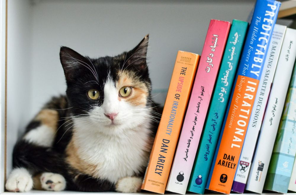 بلوط، دن آریلی و سایرین (منبع: روزنوشته‌های محمدرضا شعبانعلی)