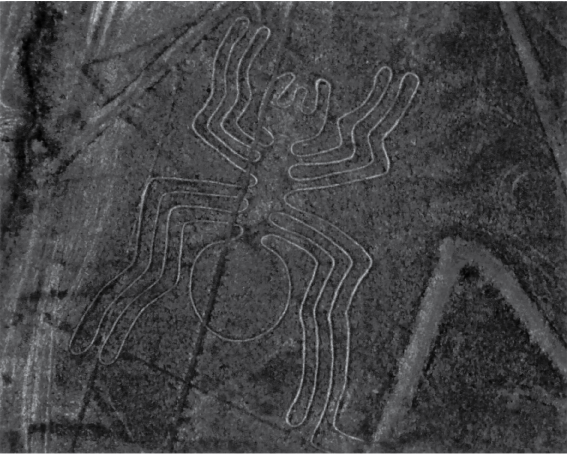 شکل 6-2: عنکبوت، یکی از ژئوگلیفهایی که توسط مردم نازکا در صحرای نازکا در جنوب پرو بین سالهای 200 قبل از میلاد و 500 میلادی حک شده است.