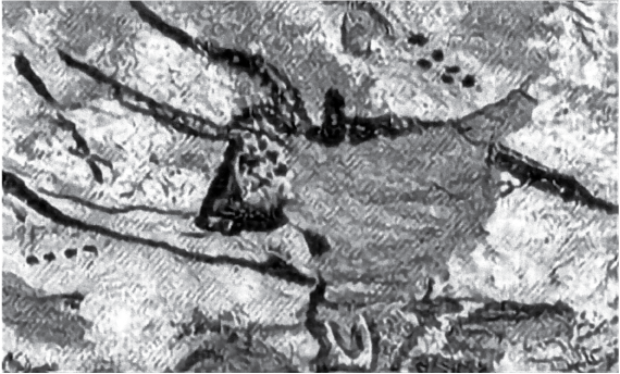 شکل ۲-۲: یک نقاشی دیواری ۱۰۰۰۰ تا ۱۸۰۰۰ ساله در غار لاسکو در فرانسه، که خوشههای ستارهای ثور، پروین و کمربند جبار را به تصویر میکشد.