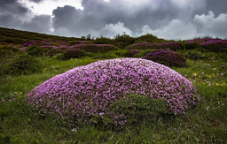 آهوانگی... (قسمت چهار)