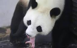 چرا پانداهای غول‌پیکر خیلی کوچک به دنیا می‌آیند؟