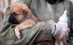 جزییات تصویب لایحه حمایت از حیوانات در عمل چه می باشد؟