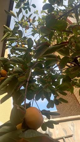 فصل اول زندگی قسمت اول  زندگی نااگاهانه