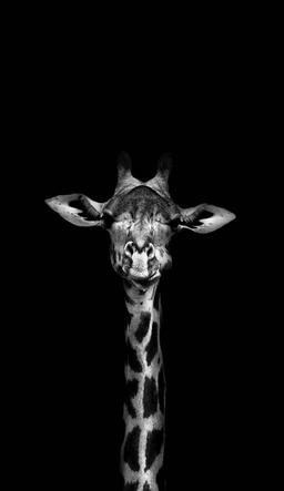 آگهی مفقودی!