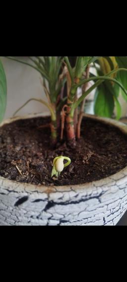 بتهوون و من ؛)