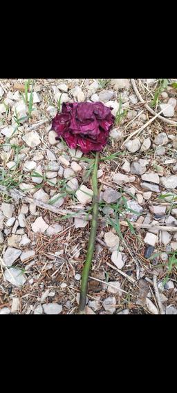 چند نوشته‌ی بی‌ربط همراه با دو عکس