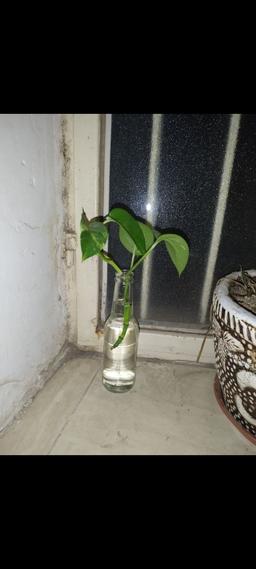 پِتُس، درخت؟ مسأله این‌ست!