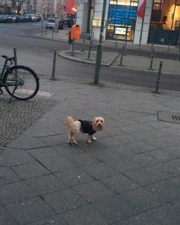 تجربه من از بردن سگ از ایران به برلین، آلمان