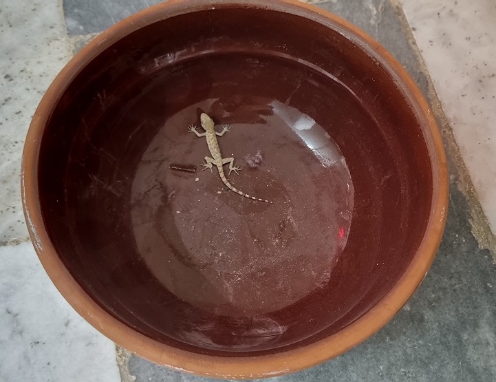 شکار بچه های اتاق بغلیه! نمی خواستند مارمولک رو بکشن! آخرش هم مارمولکه خودش از کاسه فرار کرد!🤣