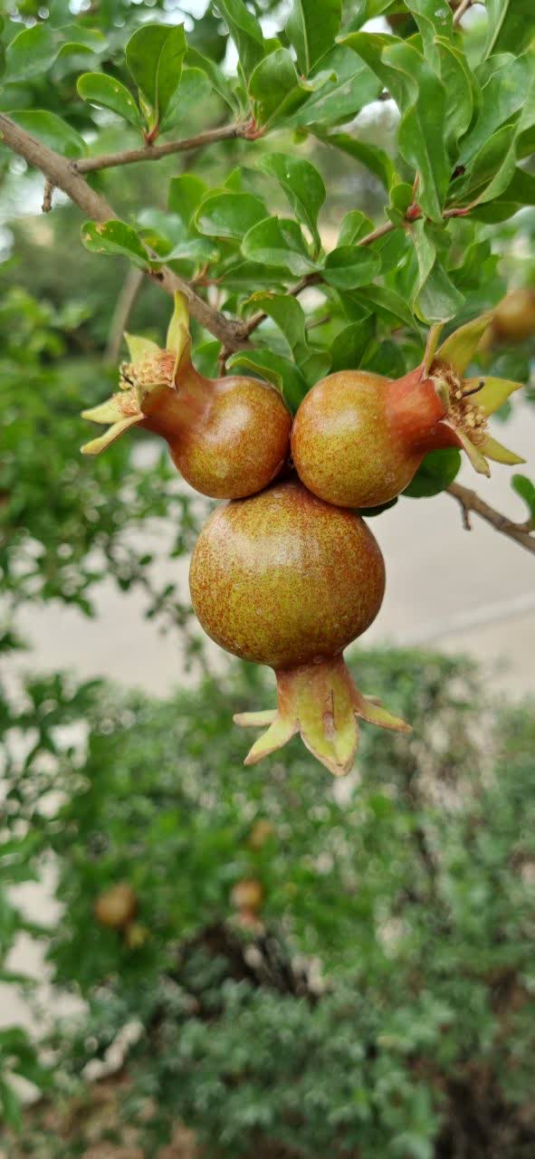 انارهای حیاط دانشگاه