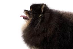 معرفی نژاد پامرین