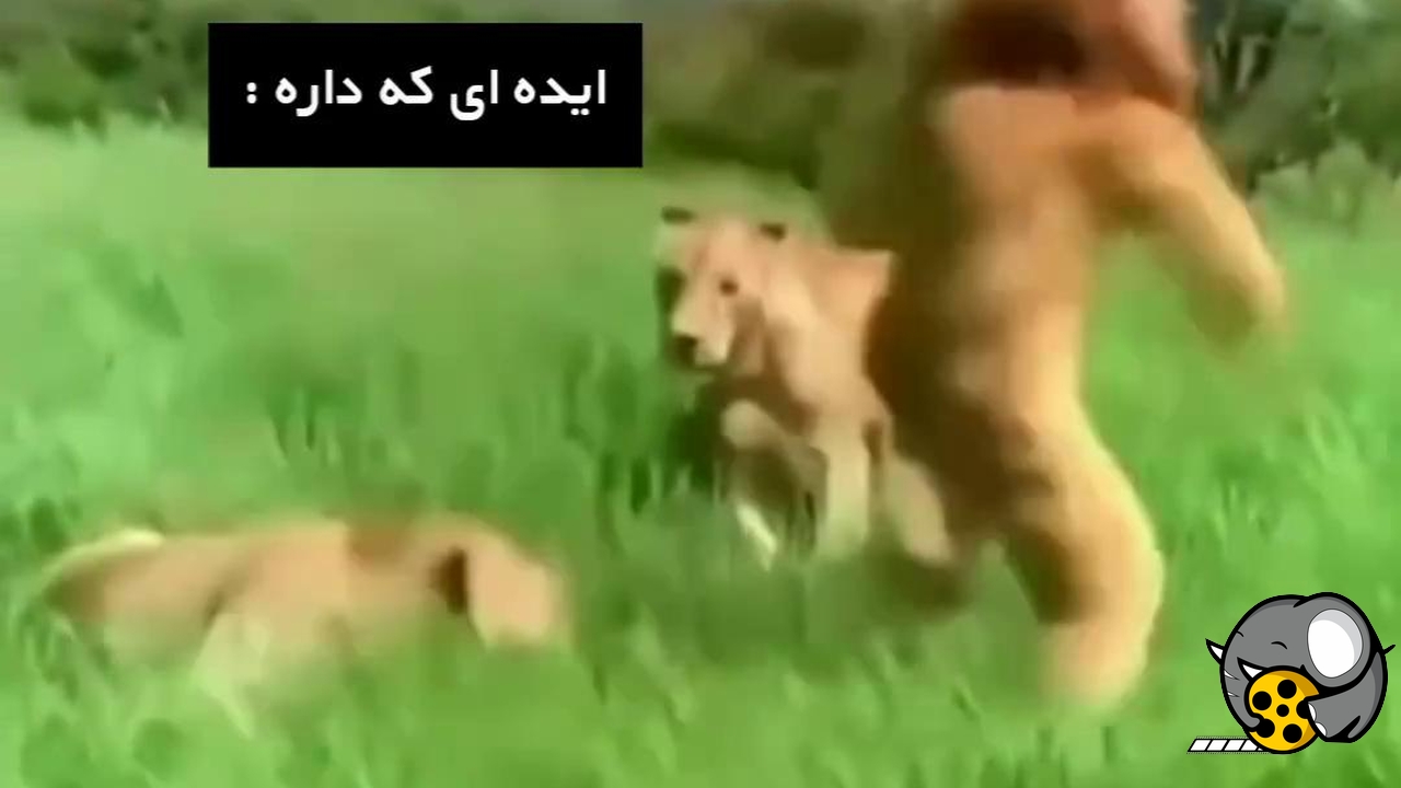 یارو لباس شیر پوشیده رفته وسط گله شیرها